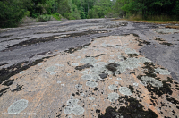 Roca plana granítica de Piamonte - CEGL003857 Roca plana granítica de Piamonte - CEGL003857