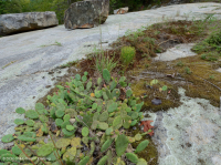 Roca plana granítica de Piamonte - CEGL003857 Roca plana granítica de Piamonte - CEGL003857