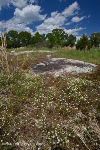 Roca plana granítica de Piamonte - CEGL003857 Roca plana granítica de Piamonte - CEGL003857