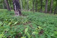 Bosque Ácido de Roble-Nogal / Sabana – CEGL003722 Bosque Ácido de Roble-Nogal / Sabana – CEGL003722