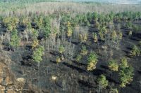Bosque Ácido de Roble-Nogal / Sabana – CEGL003722 Bosque Ácido de Roble-Nogal / Sabana – CEGL003722