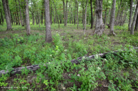 Bosque Ácido de Roble-Nogal / Sabana – CEGL003722 Bosque Ácido de Roble-Nogal / Sabana – CEGL003722