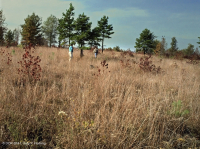 Bosque Ácido de Roble-Nogal / Sabana – CEGL003722 Bosque Ácido de Roble-Nogal / Sabana – CEGL003722