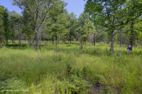 Bosque Ácido de Roble-Nogal / Sabana – CEGL003722 Bosque Ácido de Roble-Nogal / Sabana – CEGL003722