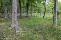 Bosque Ácido de Roble-Nogal / Sabana – CEGL003722 Bosque Ácido de Roble-Nogal / Sabana – CEGL003722