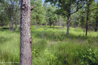 Bosque Ácido de Roble-Nogal / Sabana – CEGL003722 Bosque Ácido de Roble-Nogal / Sabana – CEGL003722
