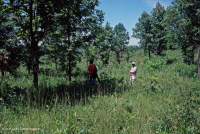 Bosque Ácido de Roble-Nogal / Sabana – CEGL003722 Bosque Ácido de Roble-Nogal / Sabana – CEGL003722