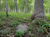 Bosque básico de roble y nogal / sabana – CEGL003721 Bosque básico de roble y nogal / sabana – CEGL003721