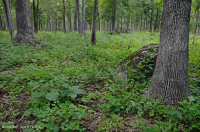 Bosque básico de roble y nogal / sabana – CEGL003721 Bosque básico de roble y nogal / sabana – CEGL003721