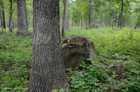 Bosque básico de roble y nogal / sabana – CEGL003721 Bosque básico de roble y nogal / sabana – CEGL003721