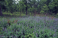 Bosque básico de roble y nogal / sabana – CEGL003721 Bosque básico de roble y nogal / sabana – CEGL003721