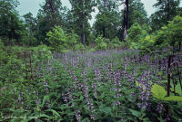 Bosque básico de roble y nogal / sabana – CEGL003721 Bosque básico de roble y nogal / sabana – CEGL003721