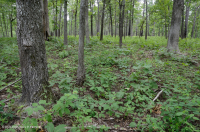 Bosque básico de roble y nogal / sabana – CEGL003721 Bosque básico de roble y nogal / sabana – CEGL003721