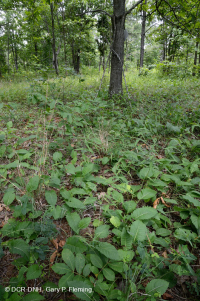 Bosque básico de roble y nogal / sabana – CEGL003721 Bosque básico de roble y nogal / sabana – CEGL003721