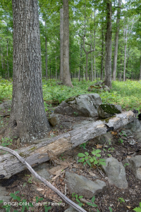 Bosque básico de roble y nogal / sabana – CEGL003721 Bosque básico de roble y nogal / sabana – CEGL003721