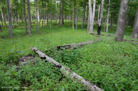 Bosque básico de roble y nogal / sabana – CEGL003721 Bosque básico de roble y nogal / sabana – CEGL003721