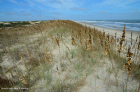 Pastizales de dunas mixtas del Atlántico Sur – CEGL004039 Pastizales de dunas mixtas del Atlántico Sur – CEGL004039