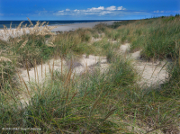 Pastizales de dunas mixtas del Atlántico Sur – CEGL004039 Pastizales de dunas mixtas del Atlántico Sur – CEGL004039