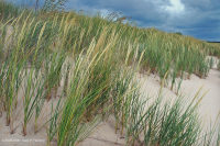 Pastizales de dunas mixtas del Atlántico Sur – CEGL004039 Pastizales de dunas mixtas del Atlántico Sur – CEGL004039