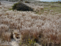 Pradera de dunas xéricas – CEGL004240 Pradera de dunas xéricas – CEGL004240