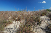Pradera de dunas xéricas – CEGL004240 Pradera de dunas xéricas – CEGL004240