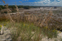 Complejo de dunas del Parque Estatal First Landing Complejo de dunas del Parque Estatal First Landing