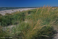 Pastizales de dunas mixtas del Atlántico Sur – CEGL004039 Pastizales de dunas mixtas del Atlántico Sur – CEGL004039