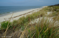 Pastizales de dunas mixtas del Atlántico Norte – CEGL004043 Pastizales de dunas mixtas del Atlántico Norte – CEGL004043