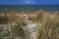 Pastizales de dunas mixtas del Atlántico Norte – CEGL004043 Pastizales de dunas mixtas del Atlántico Norte – CEGL004043