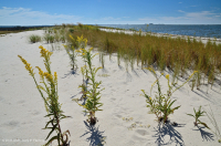 Pradera de dunas de inundación – CEGL004097 Pradera de dunas de inundación – CEGL004097