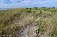 Pradera de dunas de inundación – CEGL004097 Pradera de dunas de inundación – CEGL004097
