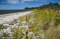 Pradera de dunas de inundación – CEGL004097 Pradera de dunas de inundación – CEGL004097