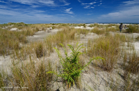 Pradera de dunas de inundación – CEGL004097 Pradera de dunas de inundación – CEGL004097