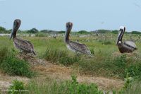 Pastizales de dunas mixtas del Atlántico Norte – CEGL004043 Pastizales de dunas mixtas del Atlántico Norte – CEGL004043