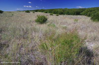 Pradera de dunas de inundación – CEGL004097<br />
Pradera de dunas de inundación – CEGL004097<br />