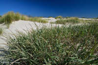 Pastizales de dunas mixtas del Atlántico Norte – CEGL004043 Pastizales de dunas mixtas del Atlántico Norte – CEGL004043