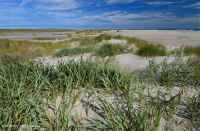 Pastizales de dunas mixtas del Atlántico Norte – CEGL004043 Pastizales de dunas mixtas del Atlántico Norte – CEGL004043