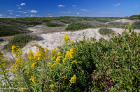Matorral de dunas de roble vivo – CEGL003833 Matorral de dunas de roble vivo – CEGL003833