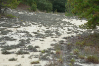 Matorral de dunas enanas de brezo de arena – CEGL003950 Matorral de dunas enanas de brezo de arena – CEGL003950