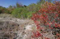 Matorral de dunas de Bayberry del Norte – CEGL003881 Matorral de dunas de Bayberry del Norte – CEGL003881