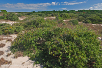 Matorral de dunas de roble vivo – CEGL003833 Matorral de dunas de roble vivo – CEGL003833