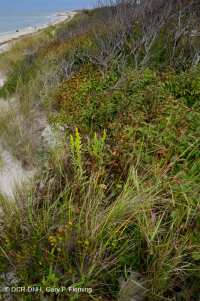 Matorral de dunas de Bayberry del Norte – CEGL003881 Matorral de dunas de Bayberry del Norte – CEGL003881