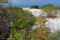 Matorral de dunas de Bayberry del Norte – CEGL003881 Matorral de dunas de Bayberry del Norte – CEGL003881
