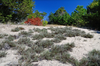 Matorral de dunas enanas de brezo de arena – CEGL003950 Matorral de dunas enanas de brezo de arena – CEGL003950