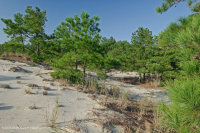 Pino Loblolly / Bosque de dunas de brezo de arena – CEGL006052 Pino Loblolly / Bosque de dunas de brezo de arena – CEGL006052