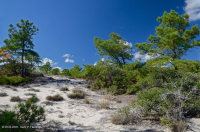Pino Loblolly / Bosque de dunas de brezo de arena – CEGL006052 Pino Loblolly / Bosque de dunas de brezo de arena – CEGL006052