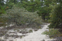Pino Loblolly / Bosque de dunas de brezo de arena – CEGL006052 Pino Loblolly / Bosque de dunas de brezo de arena – CEGL006052