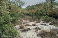 Cerezo Negro Bosque de dunas xéricas < CEGL006319 Cerezo Negro Bosque de dunas xéricas < CEGL006319