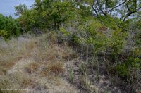 Cerezo Negro Bosque de dunas xéricas < CEGL006319 Cerezo Negro Bosque de dunas xéricas < CEGL006319