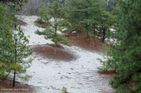 Pino Loblolly / Bosque de dunas de brezo de arena – CEGL006052 Pino Loblolly / Bosque de dunas de brezo de arena – CEGL006052